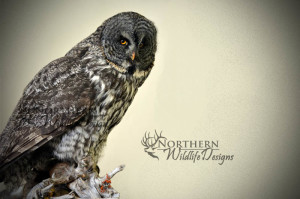 northern wildlife designs owl