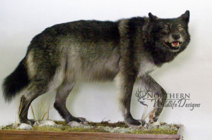 northern wildlife designs wolf