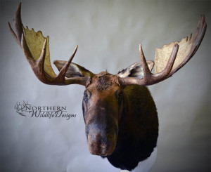 northern wildlife designs moose
