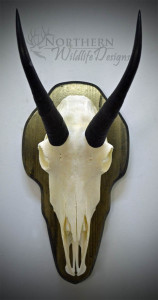 Goat horn plaque-European style