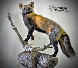 northern wildlife designs fox