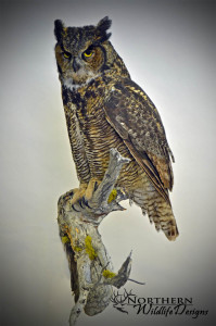northern wildlife designs great horned owl