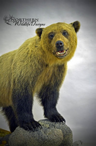northern wildlife designs grizzly bear
