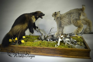 northern wildlife designs wolverine and lynx