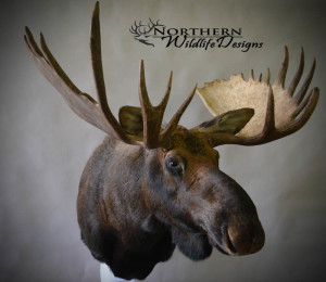 northern wildlife designs moose