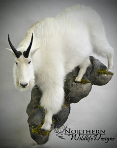 northern wildlife designs mountain goat