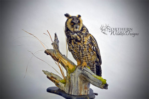northern wildlife designs long eared owl