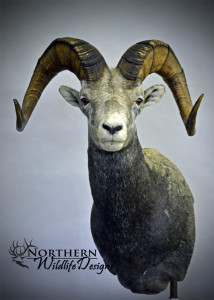 northern wildlife designs stone sheep #3