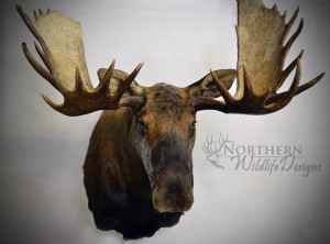 Moose Head mount