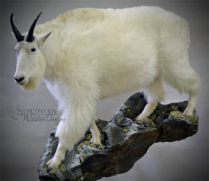 Lifesize mountain goat with quick rock side view